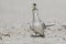 A least tern with a small bait fish in its beak.