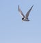 The least tern soaring in the blue sky