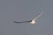 Least Tern (Sternula antillarum antillarum)