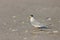 Least Tern (Sternula antillarum antillarum)