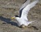 The least tern (Sternula antillarum) in the nest.