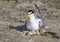 The least tern (Sternula antillarum) in the nest with chicks.