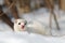 Least Weasel in winter forest