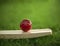 Leather Cricket ball resting on a cricket bat placed on green grass cricket ground pitch