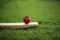 Leather Cricket ball resting on a cricket bat placed on green grass cricket ground pitch