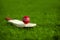 Leather Cricket ball resting on a cricket bat placed on green grass cricket ground pitch