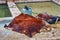 Leather drying near stone vats in Tannery of Tetouan Medina. Northern Morocco