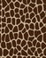 Leather of giraffe 3