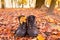 Leather hiking boots gear autumn fall forest hike