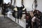 Leather horse saddles and equipment resting on hangers in tack r