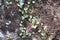 Leather-leaf fern growing on a lichen rock