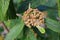 Leather-leaf Viburnum, Detail. Blossom in Spring