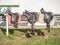 Leather saddle on mooring beam with stirrups. Children ridding school