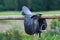 A leather saddles horse in a stable