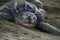 Leatherback turtle close-up at Grande Riviere beach in Trinidad and Tobago at sunrise