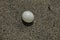 Leatherback turtle egg on Grande Riviere beach in Trinidad and Tobago