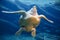 Leatherback Turtle Swimming