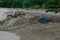 Leatherback turtles at Grande Riviere beach in Trinidad and Tobago at sunrise