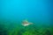 Leatherjacket above kelp forest