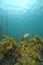 Leatherjacket among seaweeds