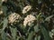 Leatherleaf viburnum flowers