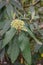 Leatherleaf Viburnum rhytidophyllum cluster with creamy-white buds