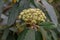 Leatherleaf Viburnum rhytidophyllum cluster of creamy-white buds