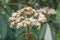 Leatherleaf Viburnum rhytidophyllum creamy-white flowers