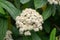 Leatherleaf Viburnum rhytidophyllum cyme of creamy-white flowers