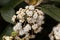Leatherleaf viburnum, Viburnum rhytidophyllum