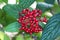 Leatherleaf viburnum or Viburnum rhytidophyllum plant cluster of bright red berries surrounded with dark green oblong wrinkled