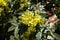 Leathery leaves and yellow flowers of Oregon grape