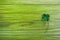 Leave clover on green wooden background. Greeting happy Four leaf clover. Luck concept. Patrick day symbol.