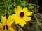 Leavenworth\'s tickseed flower bloom close-up