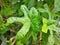 Leaves of Abelmoschus manihot plant or Daun Gedi in Indonesia