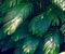 Leaves abstract palm tropical leaves colorful flower on dark tropical foliage nature background dark blue foliage nature