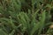 Leaves of Achillea millefolium plant