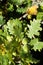 Leaves and acorns of pubescent oak