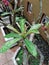 Leaves of Adenium obesum and waterdrops on it after rain at noon.