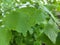 Leaves of Adiantum tenerum or Brittle maidenhair fern plant