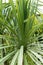 Leaves of agavaceae cordyline indivisa palm tree from new zealand