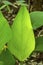 Leaves of alligator flag in the Florida Everglades.