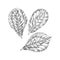 Leaves of almond plant, retro hand drawn vector illustration.