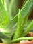 Leaves of aloe plant