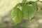 Leaves of an American basswood tree, Tilia americana