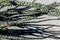 Leaves of American Ocotillo, Anza Borrego Desert State Park