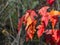 Leaves of Amur Maple or Acer ginnala in autumn sunlight with bokeh background, selective focus, shallow DOF