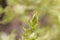 Leaves of an annual wormwood, Artemisia annua