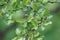 Leaves of an Antarctic Beech, Nothofagus antarctica