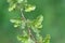 Leaves of an Antarctic Beech, Nothofagus antarctica